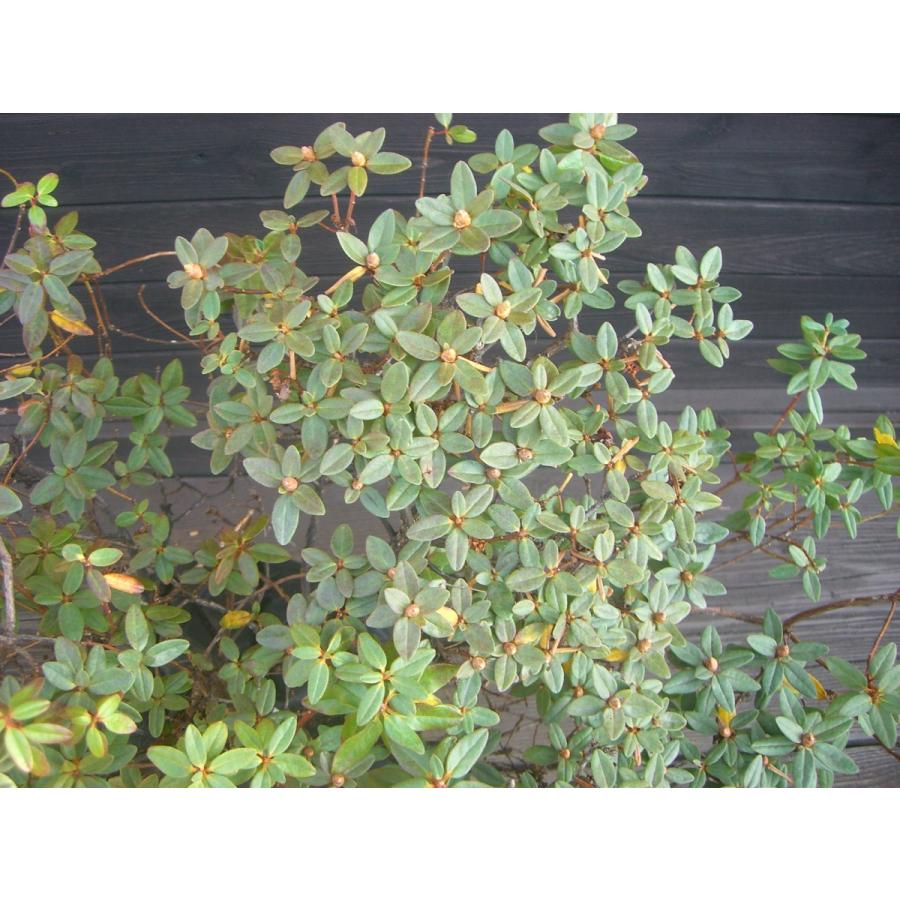 ラマポ　大株　石楠花 