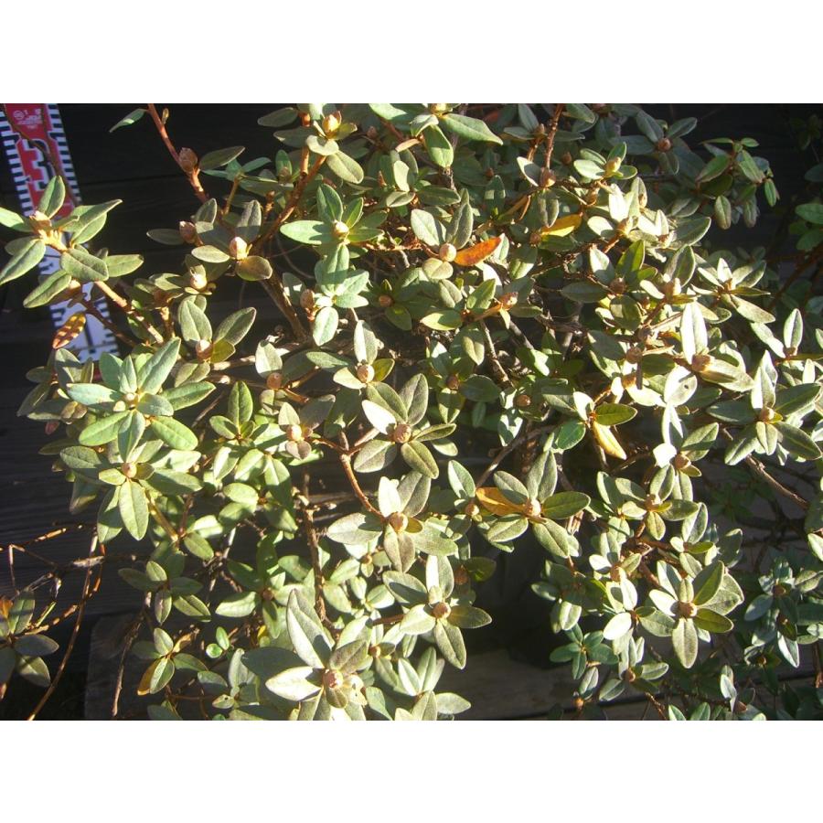 ラマポ　大株　石楠花 