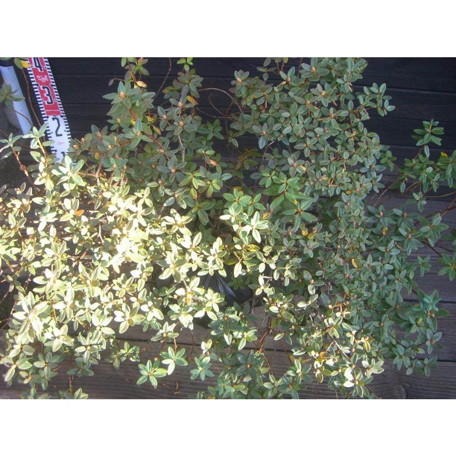 ラマポ　大株　石楠花 