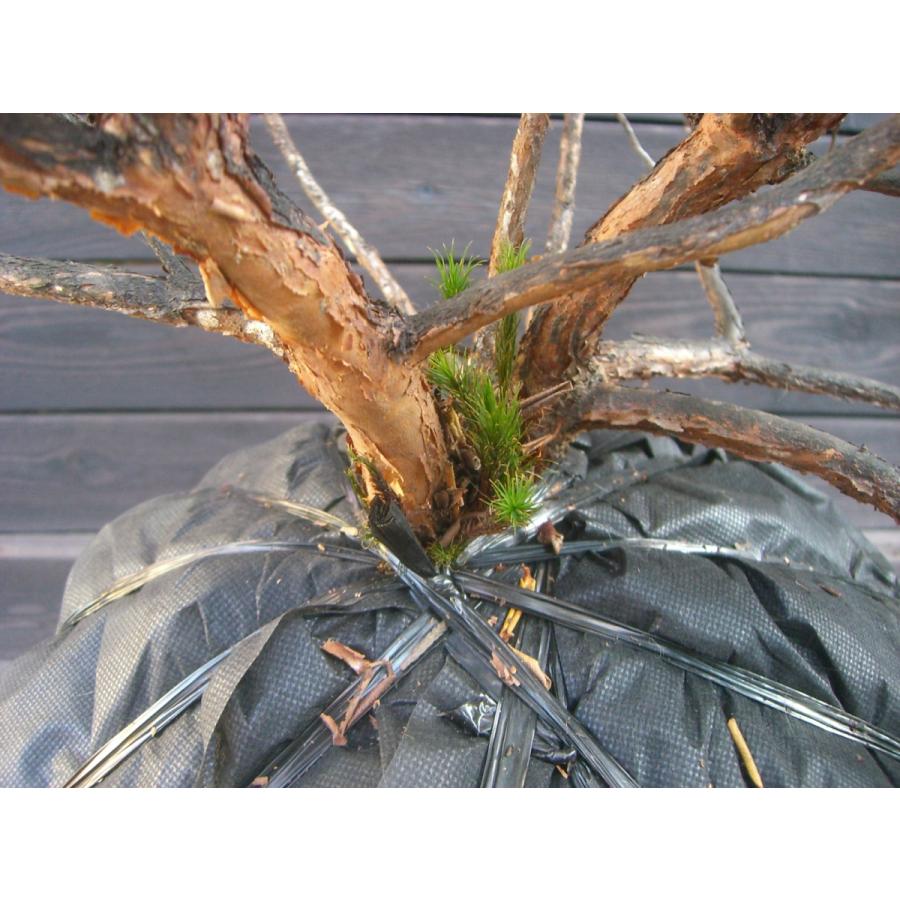 ラマポ　大株　石楠花 