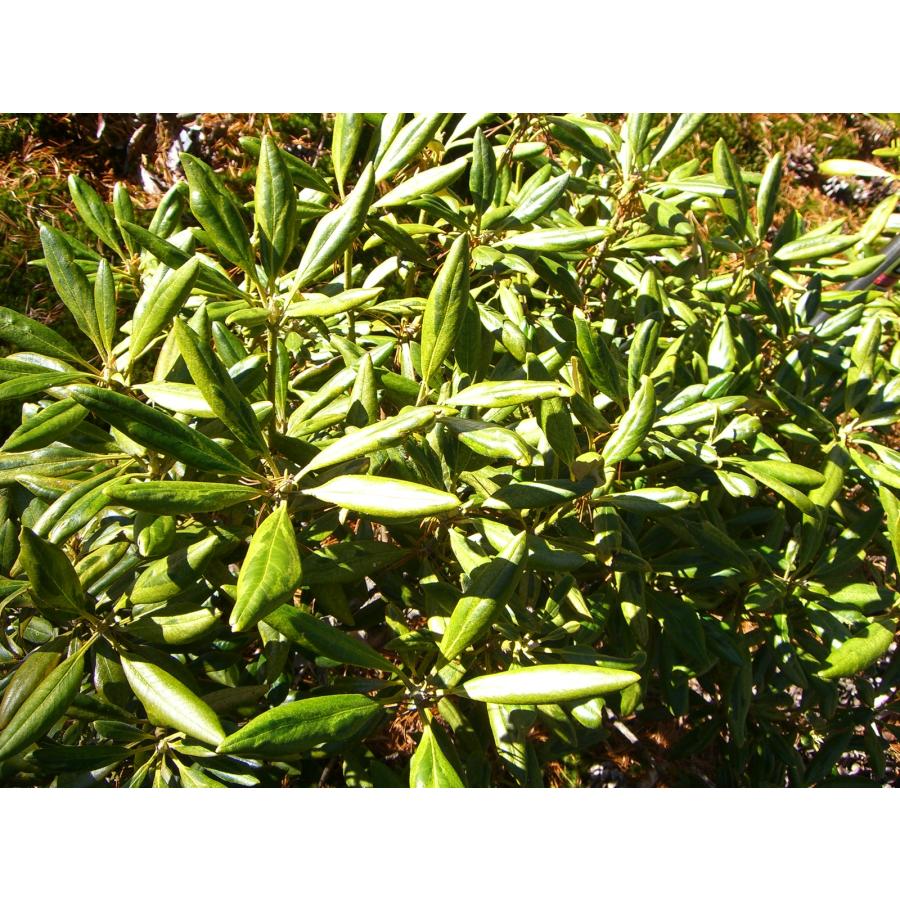 希少 高岡銅器 石楠花(しゃくなげ)に文鳥 置物 ガラスケース入り 工芸