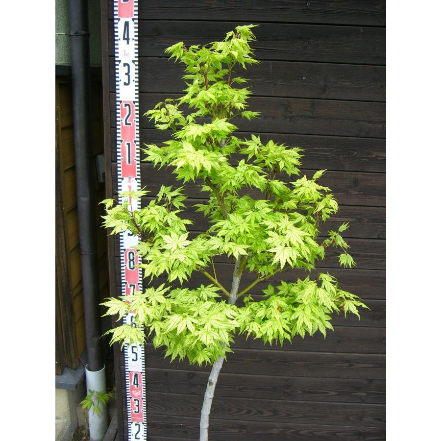 もみじ シギタツサワ : 横の植木屋さん - 通販 - Yahoo!ショッピング