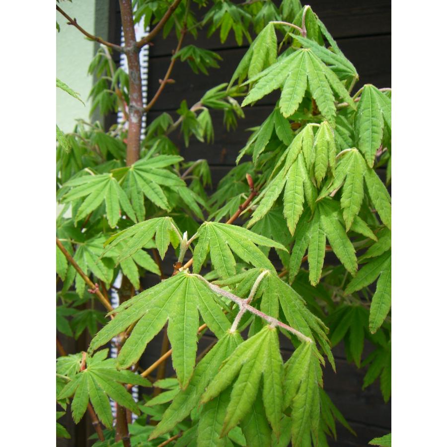 コハウチワカエデ 大株 : 横の植木屋さん - 通販 - Yahoo!ショッピング