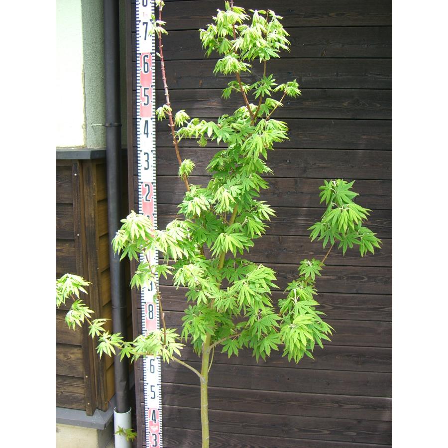 ジューンベリー 大株 逸品 ジューンベリー大株立1.4M(鉢底から)品番I