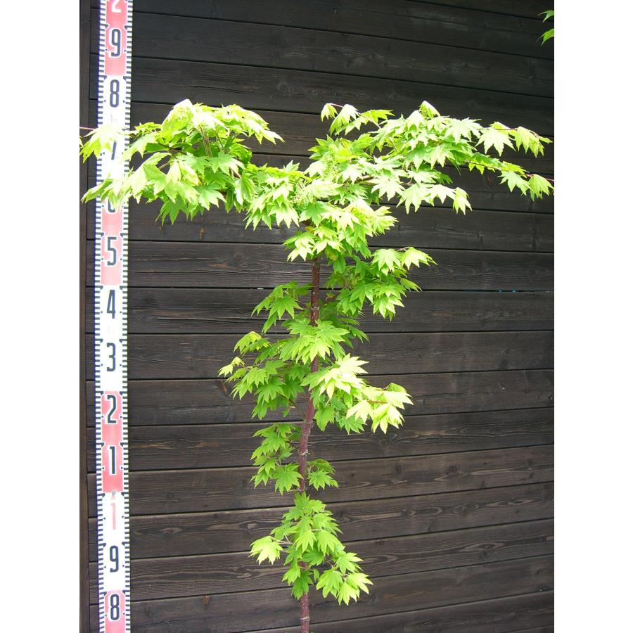 シダレコハウチワカエデ 希少種 : 横の植木屋さん - 通販 - Yahoo