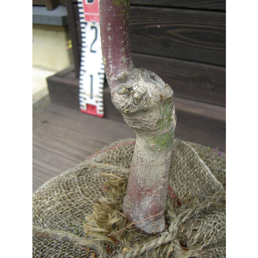 シダレコハウチワカエデ 希少種 : 横の植木屋さん - 通販 - Yahoo