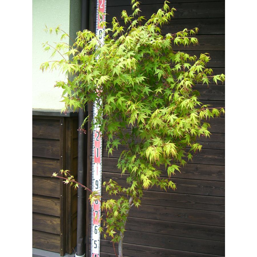 イロハモミジ 単幹大株 もみじ 庭木