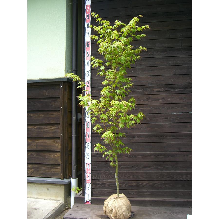 イロハモミジ/大株【品番 2012】〖庭木・植木・鉢植え〗
