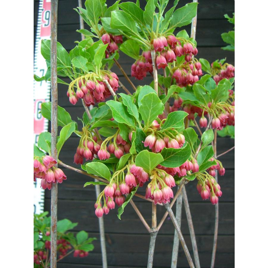 ベニサラサドウダンツツジ/大株【現品発送】管理70547