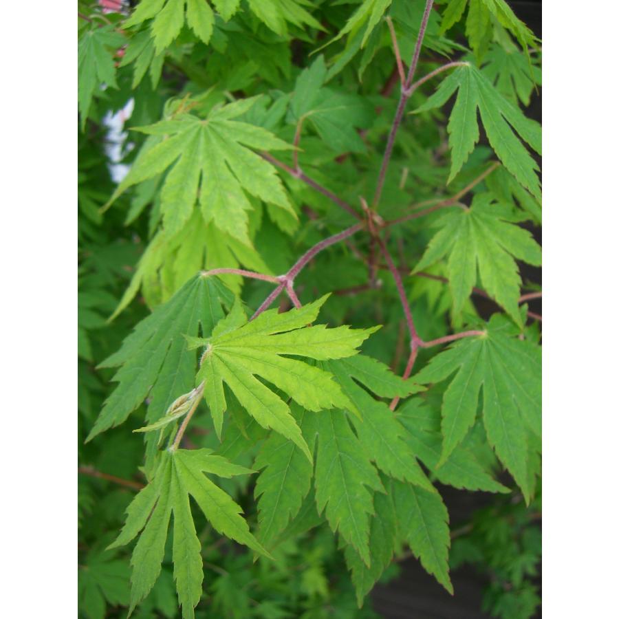 コハウチワカエデ 大株立 コハウチワカエデ 株立ち ⁄189