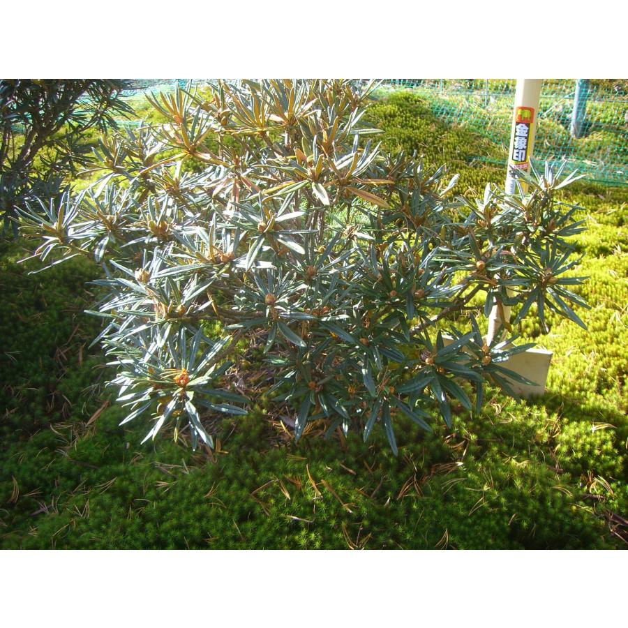 「超メルカリ市」 原種シャクナゲ　R.roxieanum　大株 【FK1370188206】(49980円)