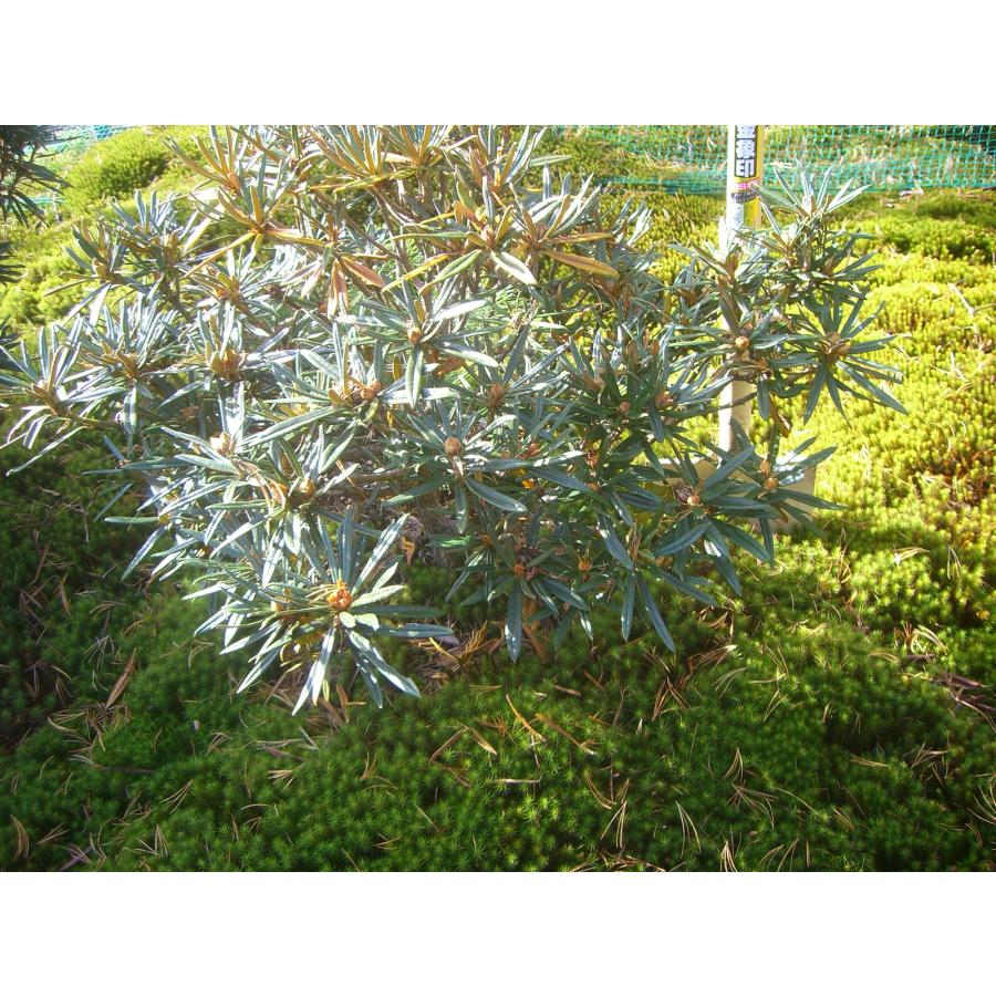 「超メルカリ市」 原種シャクナゲ　R.roxieanum　大株 【FK1370188206】(49980円)