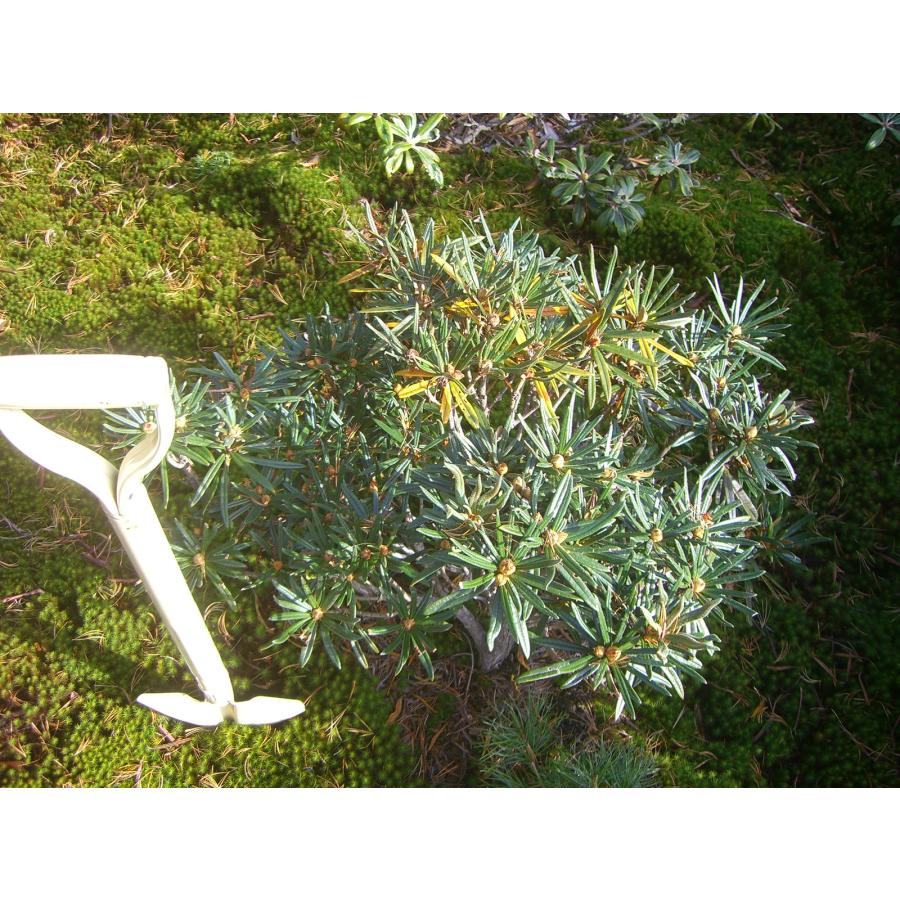 「超メルカリ市」 原種シャクナゲ　R.roxieanum　大株 【FK1370188206】(49980円)