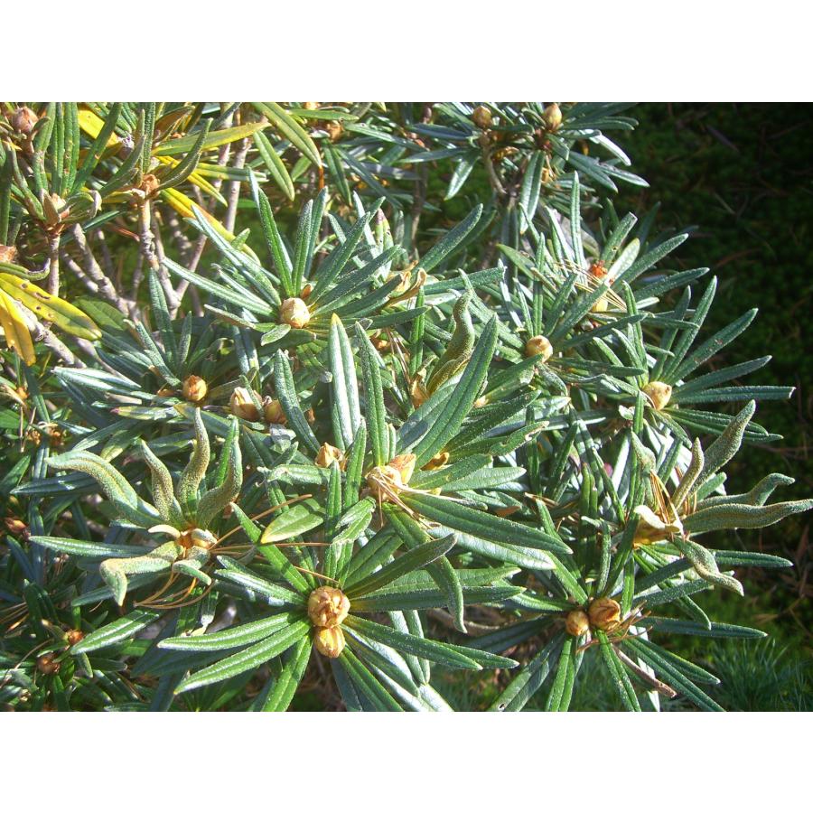 「超メルカリ市」 原種シャクナゲ　R.roxieanum　大株 【FK1370188206】(49980円)