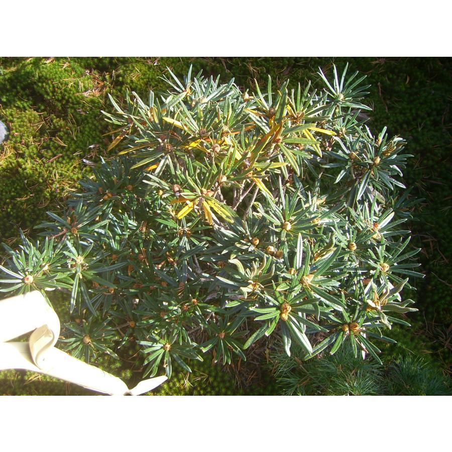 「超メルカリ市」 原種シャクナゲ　R.roxieanum　大株 【FK1370188206】(49980円)