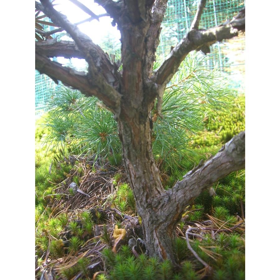 「超メルカリ市」 原種シャクナゲ　R.roxieanum　大株 【FK1370188206】(49980円)