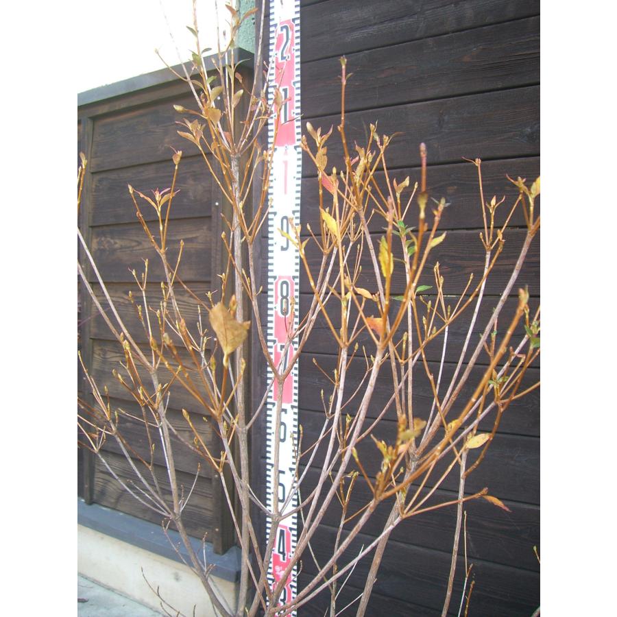 【直接取引】中国ニンジンボク　細葉ニンジンボク 9〜10号 直接取引】中国ニンジンボク 細葉ニンジンボク 9〜10号 楽天市場】【現品】