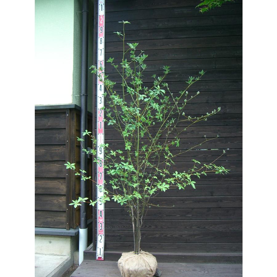 楽天市場】【現品発送】 クロモジ(黒文字) 株立ち 苗木 : 千草園芸