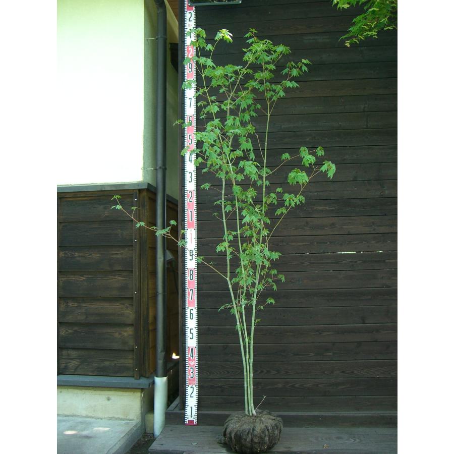 枝垂れコハウチワカエデ　　/ 543 枝垂れコハウチワカエデ / 543 枝垂れコハウチワカエデ / 543