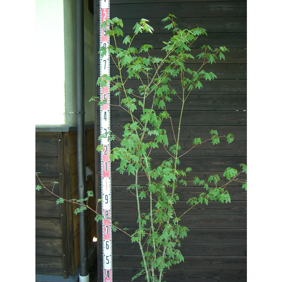 コハウチワカエデ 大株立 : 横の植木屋さん - 通販 - Yahoo