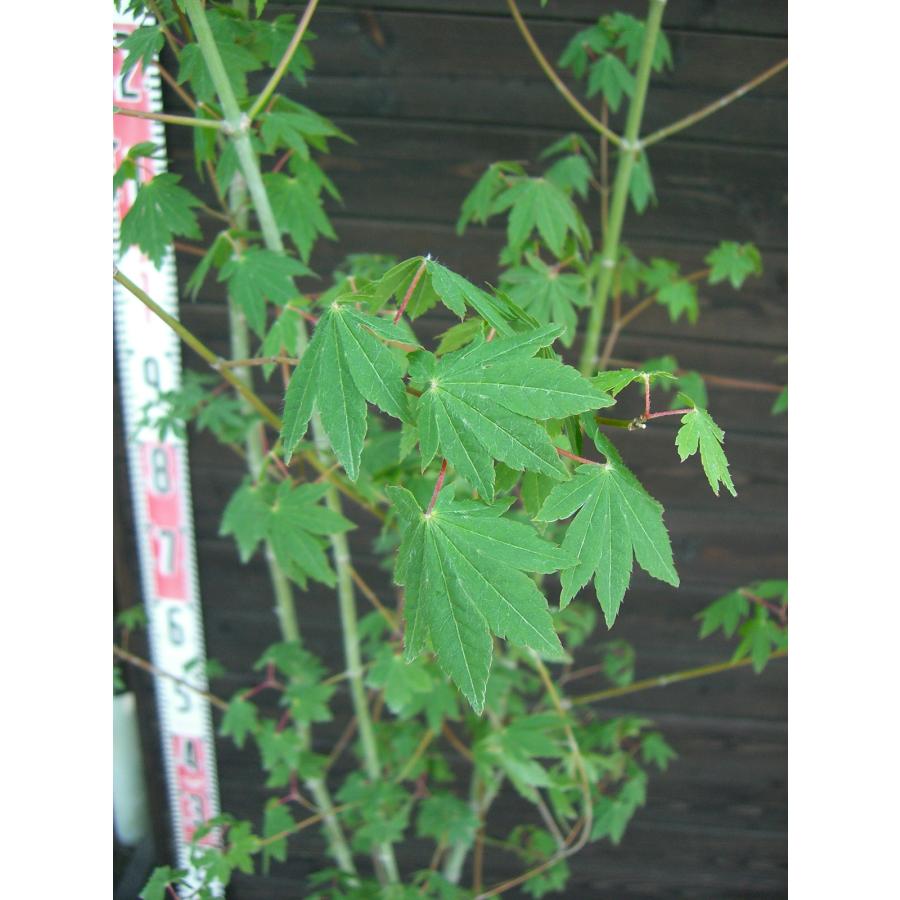 コハウチワカエデ　/ 531 コハウチワカエデ / 531