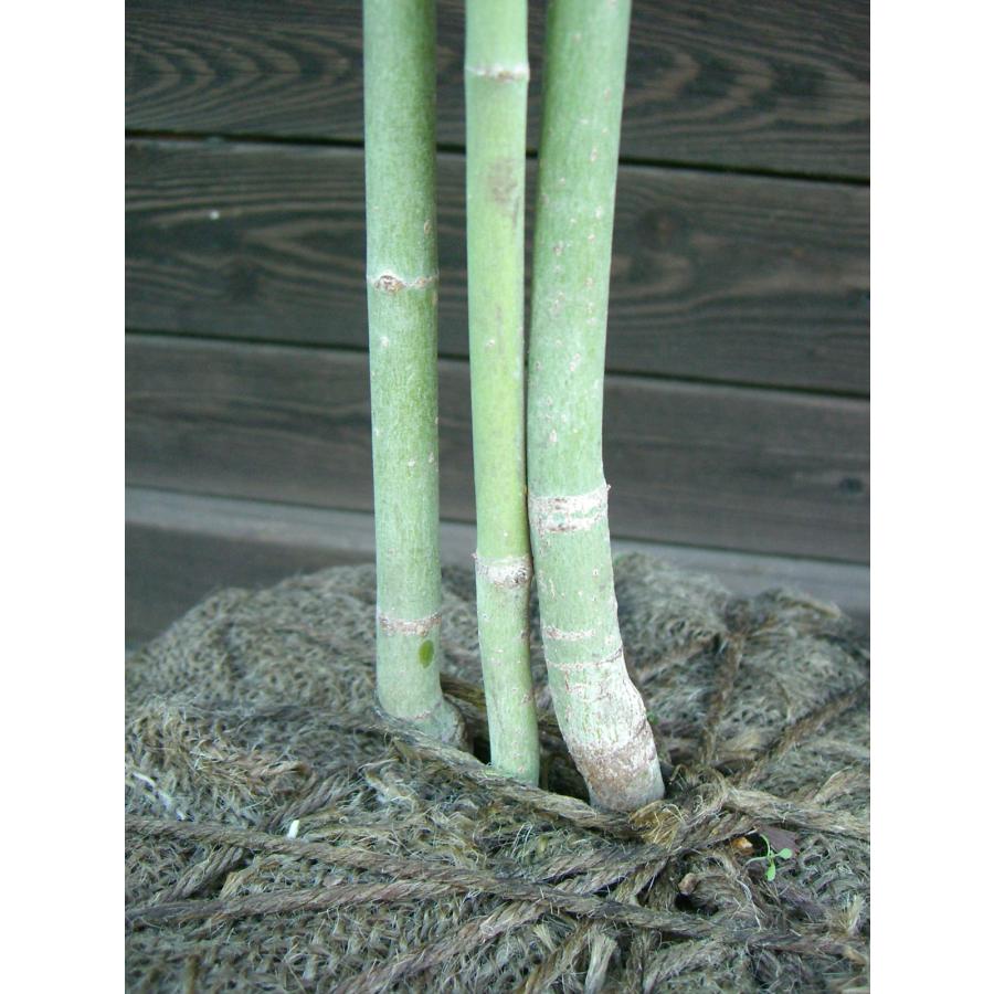 コハウチワカエデ 大株立 : 横の植木屋さん - 通販 - Yahoo