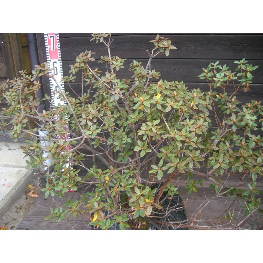 ラマポ　大株　石楠花 