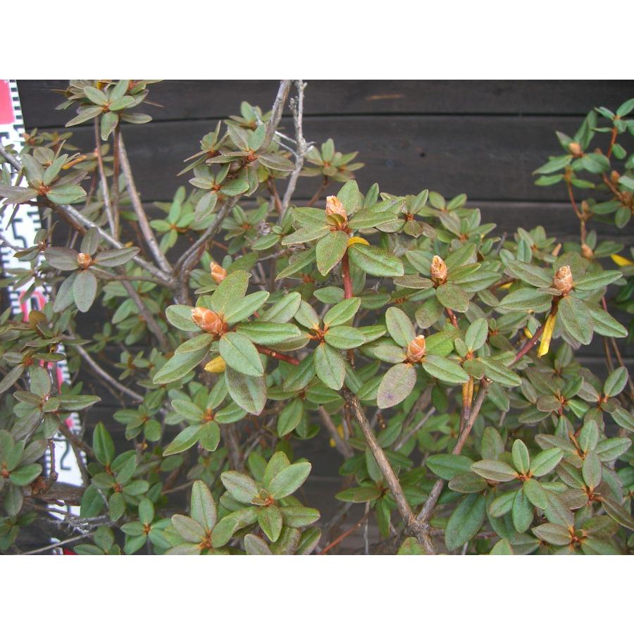 ラマポ　大株　石楠花 