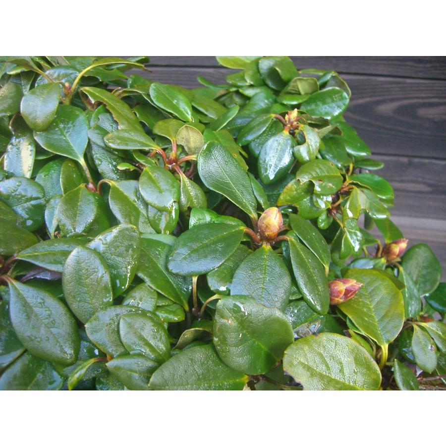 キバナシャクナゲ　大株 