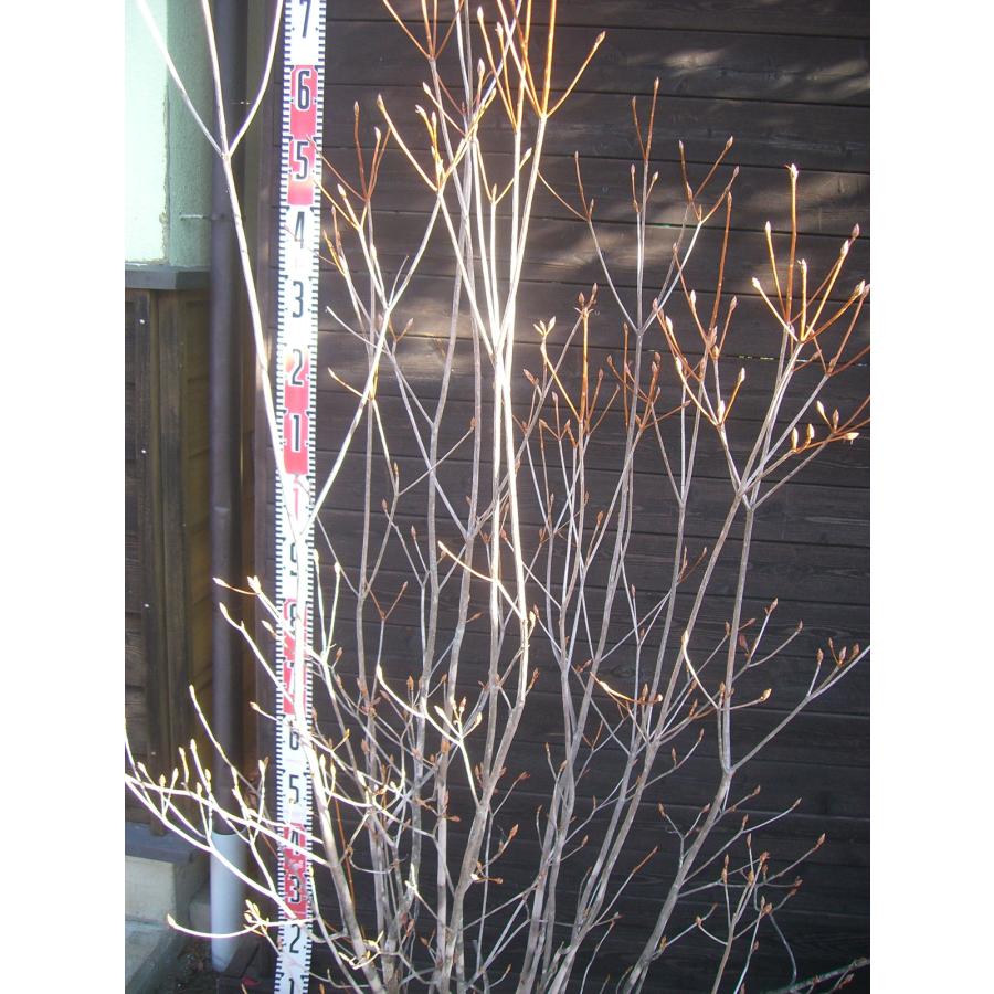 ミツバツツジ　大株立 