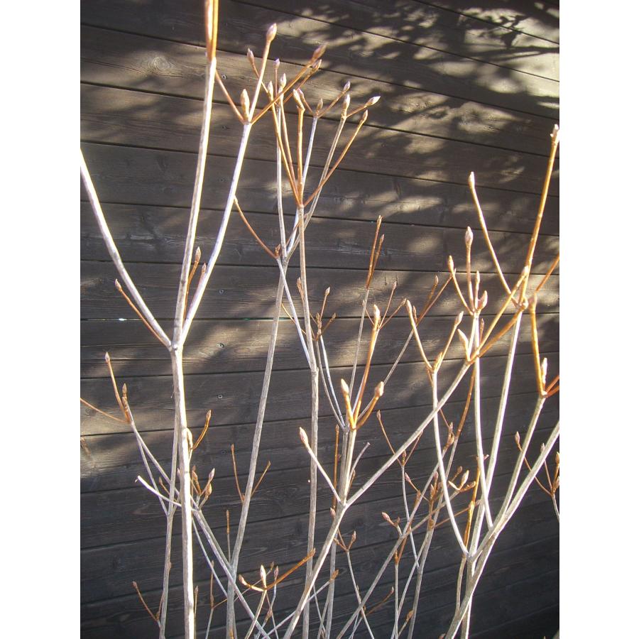 ミツバツツジ　大株立 