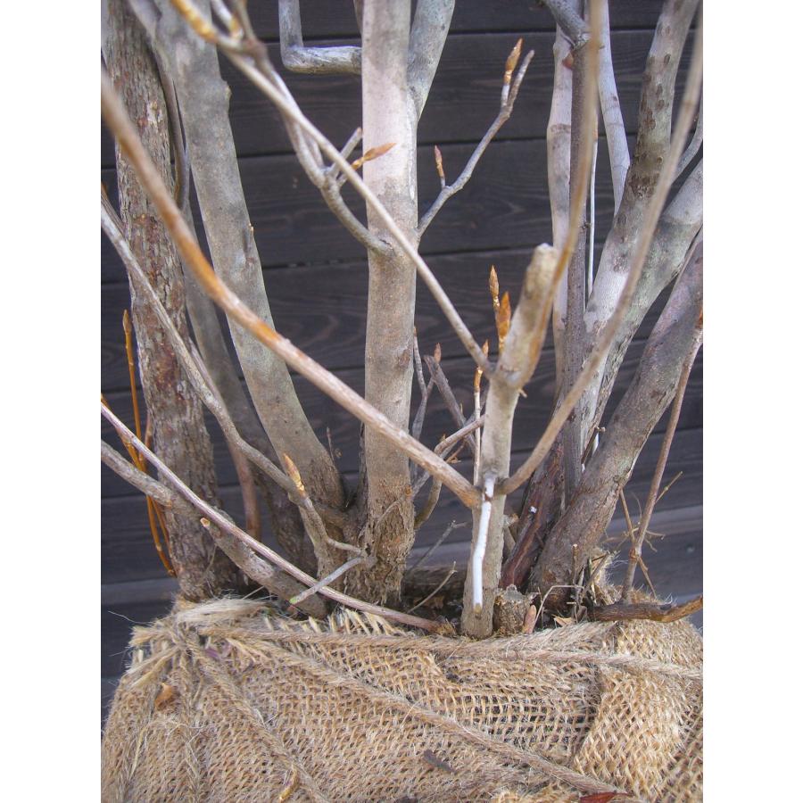 ミツバツツジ　大株立 