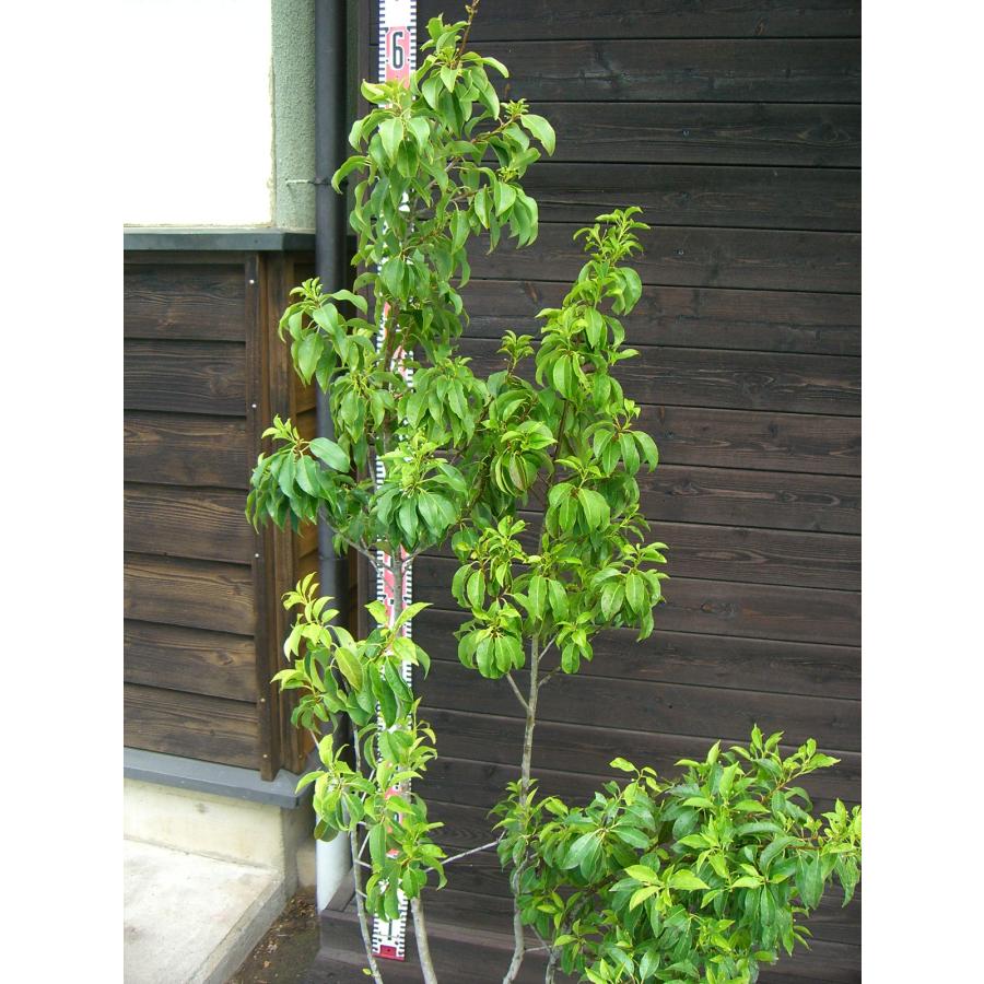 ソヨゴ　株立　雌株　約1.3m ソヨゴ (雌株) 大株立 : 横の植木屋さん - 通販 - Yahoo
