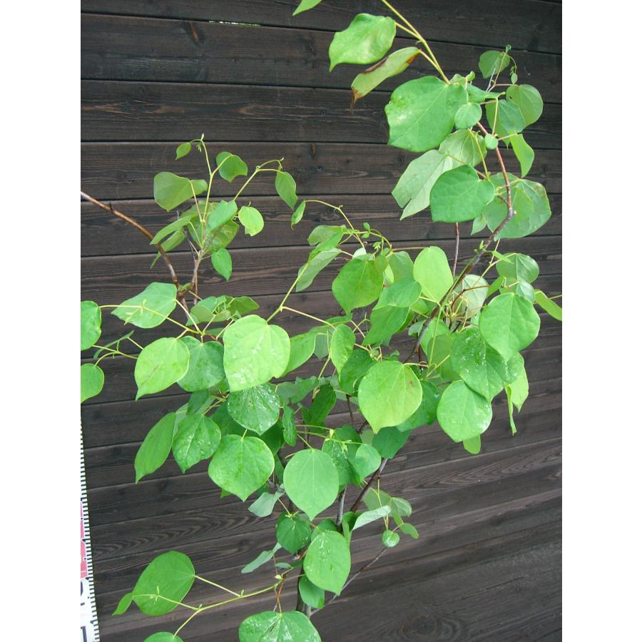 マルバノキ【品番3345】 マルバノキ【品番3345】 苗木・植木