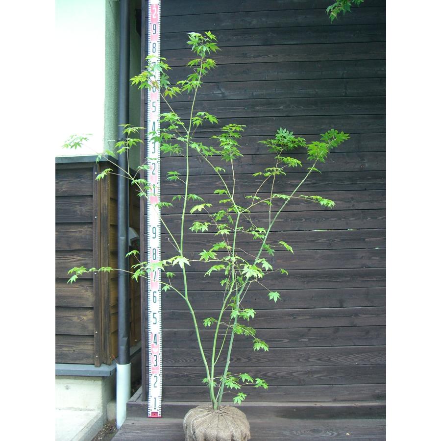 ヤマモミジ 大株立 : 横の植木屋さん - 通販 - Yahoo!ショッピング