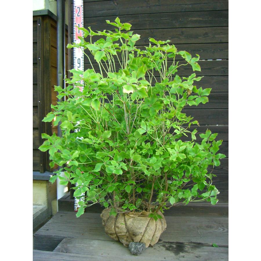 アカヤシオツツジ 良形良株 : 横の植木屋さん - 通販 - Yahoo!ショッピング