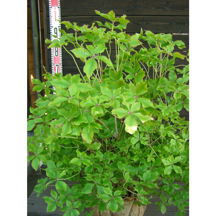 アカヤシオツツジ 良形良株 : 横の植木屋さん - 通販 - Yahoo!ショッピング