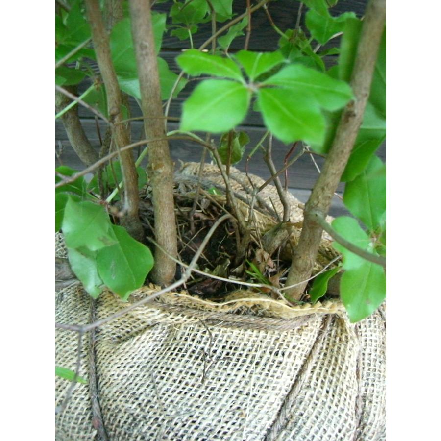 アカヤシオツツジ 良形良株 : 横の植木屋さん - 通販 - Yahoo!ショッピング