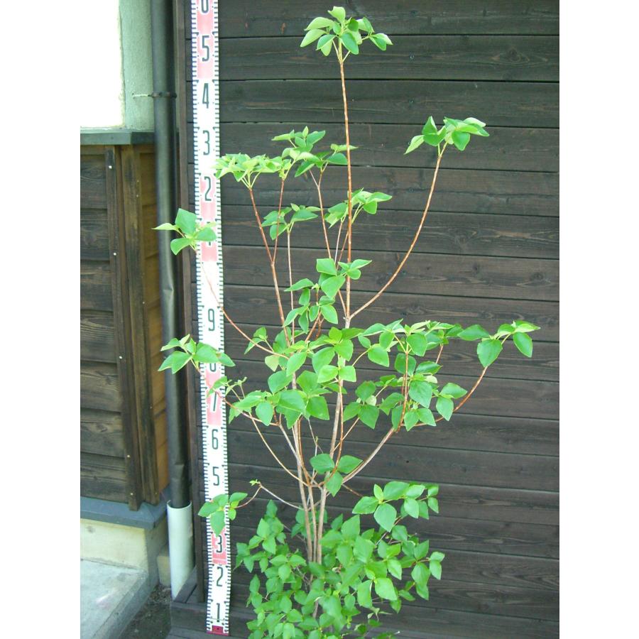 濃花 キヨスミミツバツツジ 【清澄三葉躑躅】 : 横の植木屋さん - 通販