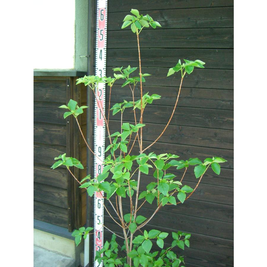 濃花 キヨスミミツバツツジ 【清澄三葉躑躅】 : 横の植木屋さん - 通販
