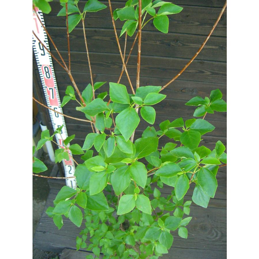 濃花 キヨスミミツバツツジ 【清澄三葉躑躅】 : 横の植木屋さん - 通販