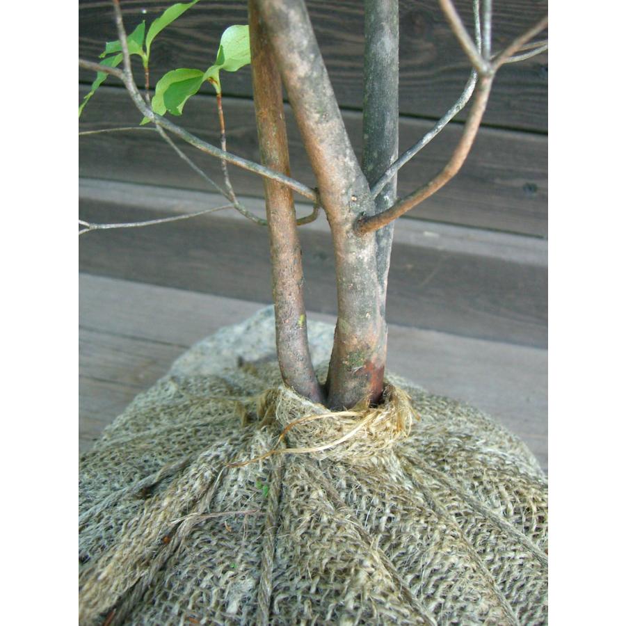 濃花 キヨスミミツバツツジ 【清澄三葉躑躅】 : 横の植木屋さん - 通販