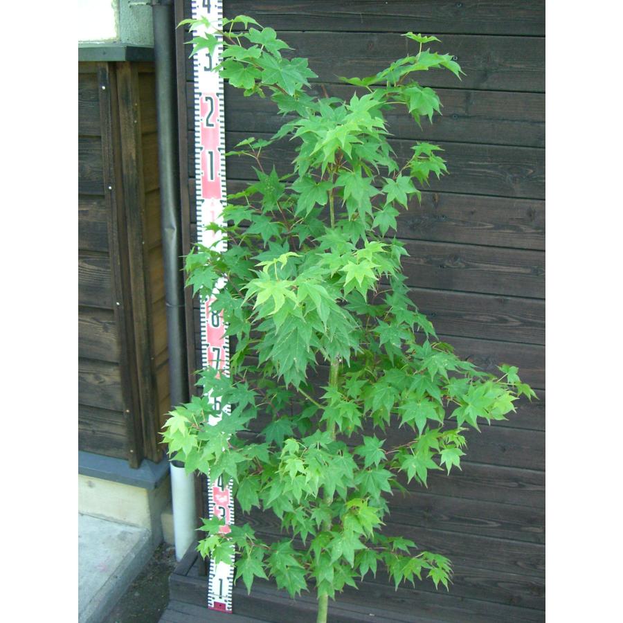 オオモミジ : 横の植木屋さん - 通販 - Yahoo!ショッピング