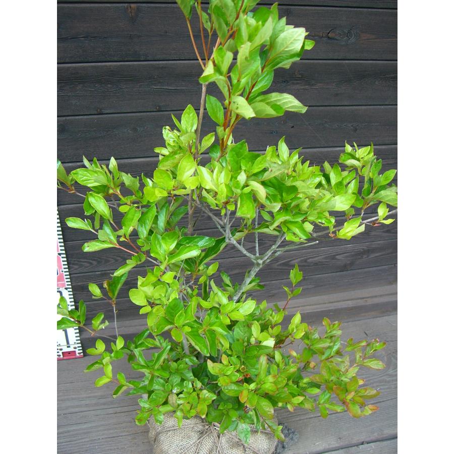 見返り美人。山採りヤマツツジ。 山採り ヤマツツジ花 2023 - YouTube