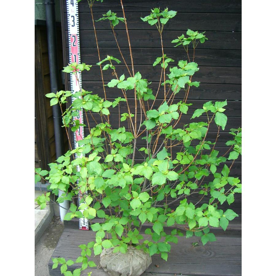 ムラサキミツバツツジ 大株 : 横の植木屋さん - 通販 - Yahoo!ショッピング