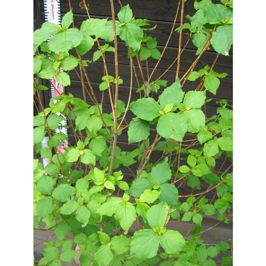 ムラサキミツバツツジ 大株 : 横の植木屋さん - 通販 - Yahoo!ショッピング