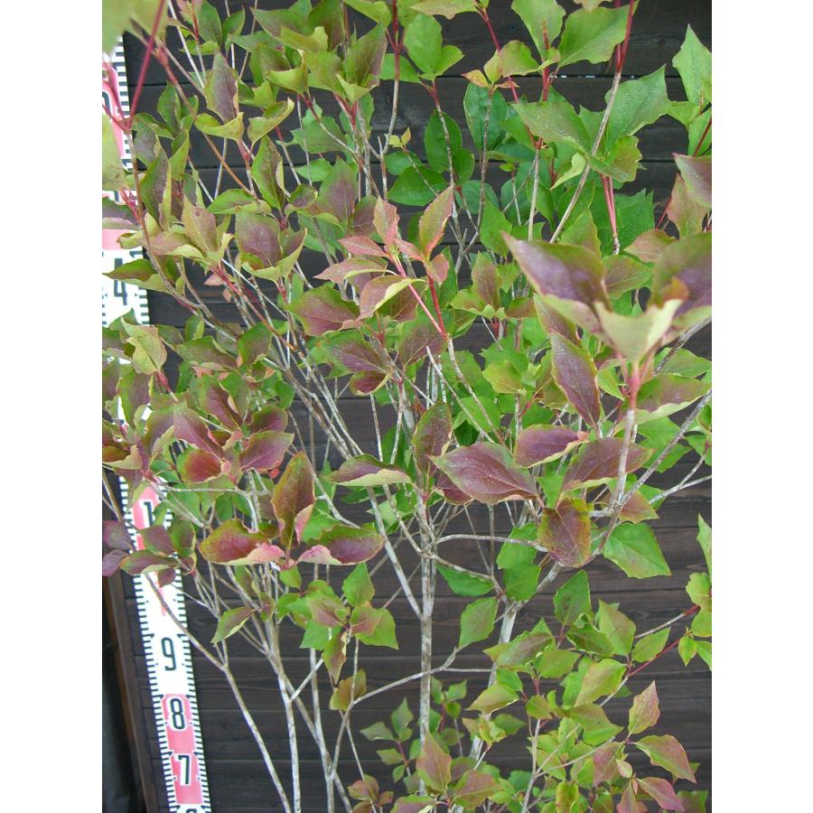 ダイセンミツバツツジ 特大株立 【大山三葉躑躅】【送料無料】