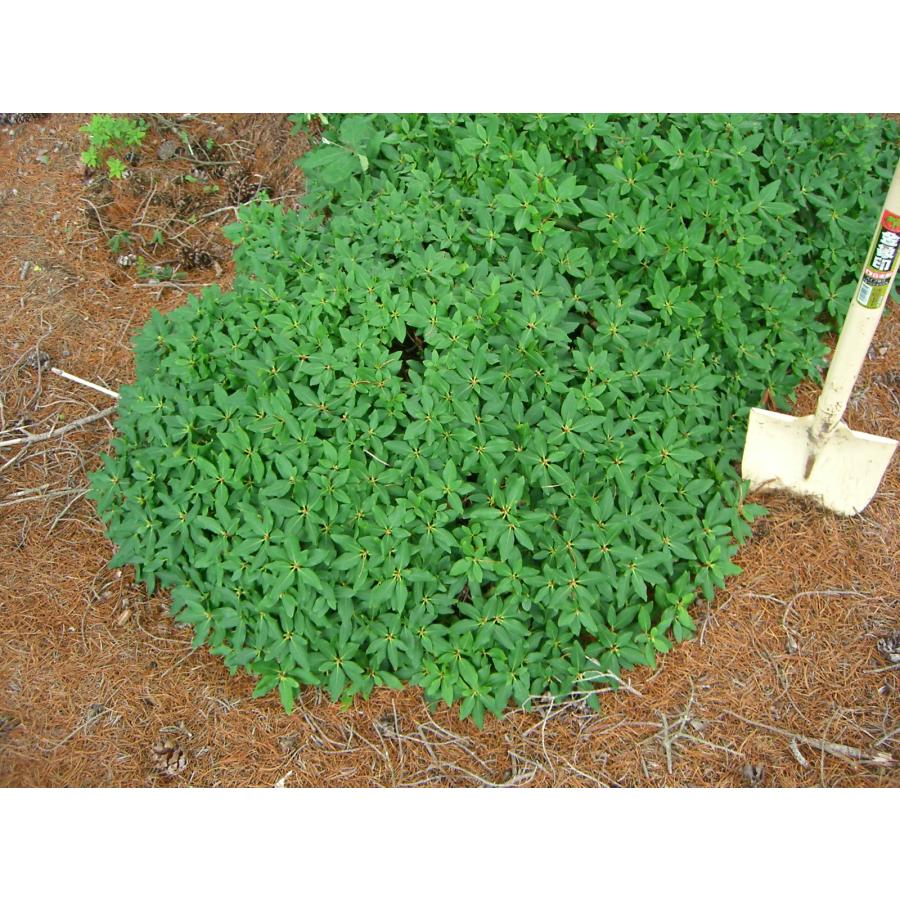 ヤクシマハイヒカゲツツジ 大株 : 横の植木屋さん - 通販 - Yahoo