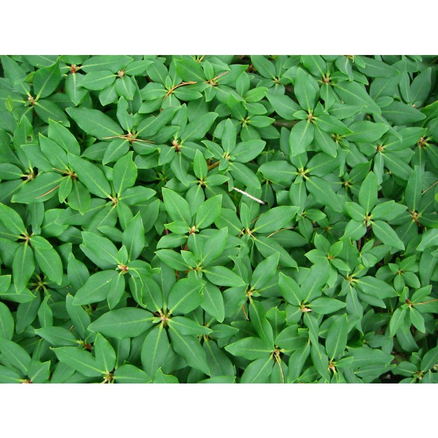 ヤクシマハイヒカゲツツジ 大株 : 横の植木屋さん - 通販 - Yahoo