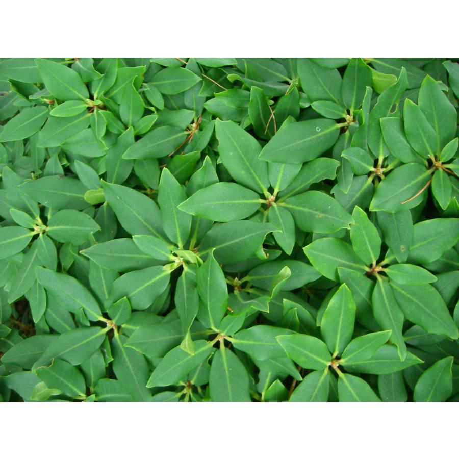 屋久島ハイヒカゲツツジ 屋久島ハイヒカゲツツジ